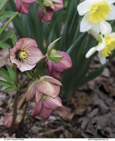 the flowers are blooming on the ground in the dirt and mulchy grass