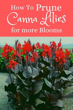 red flowers with text overlaying how to prune canna lilies for more blooms