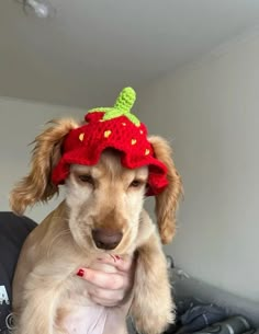 a small dog wearing a knitted strawberry hat