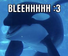 an orca swimming in the water with words below it that read bleaehnhh 3