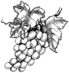 a bunch of grapes hanging from a branch with leaves on it, vintage line drawing or engraving illustration