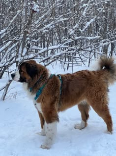 Half St. Bernard, Bernese Mountain dog puppy playing in the snow looking in the distance St Bernard Australian Shepherd, Saint Bernard Fursona, St Bernard Aesthetic, St Bernese, Saint Bernard Mix, Saint Berdoodle, Saint Bernard Puppy, Bernese Puppy