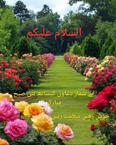 an image of colorful flowers in the middle of a field with arabic writing on it