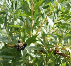 some black berries are growing on the tree