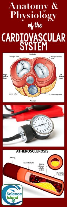 an image of some medical equipment with the words cardiovascular system