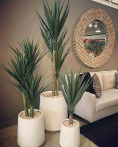 three potted plants sit in front of a couch and round mirror on the wall