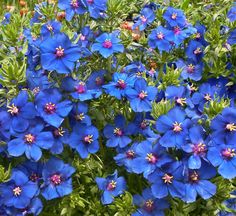 blue flowers are blooming in the garden with green leaves and purple blooms on them