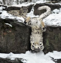 two snow leopards laying on their back in the middle of some snow covered rocks