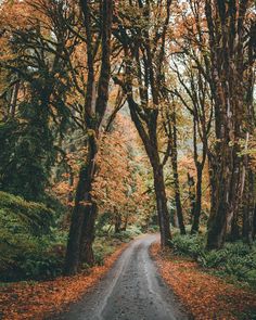 an empty road surrounded by trees with leaves on the ground