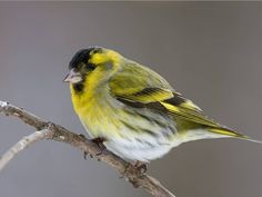 a yellow and black bird sitting on top of a tree branch