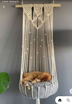 a cat sleeping in a hammock hanging from a wall next to a plant