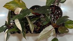 a potted plant with lots of green leaves