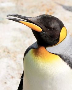 a close up of a penguin with an orange and black stripe on it's head