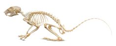 an animal skeleton is shown on a white background with clippings to the side