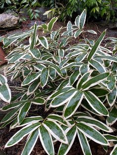 some very pretty green and white plants in the dirt