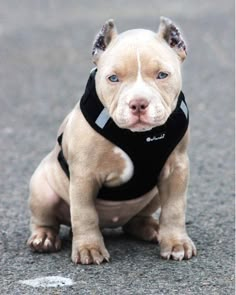 a brown and white pitbull puppy sitting on the ground wearing a black harness