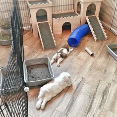 two dogs laying on the floor in front of their kennels and litter boxes