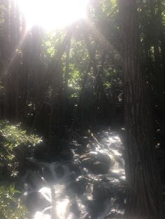 the sun shines brightly through the trees and water