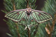 a green and black butterfly sitting on top of a pine tree