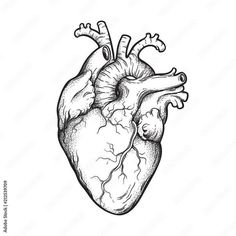 a black and white drawing of a human heart