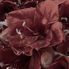 red flowers with drops of water on them