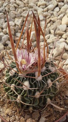 a cactus in a pot on the ground