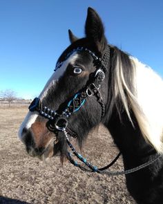 a black and white horse standing on top of a dry grass field