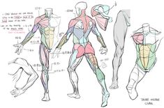 an image of a man's back and legs with muscles labeled in different directions