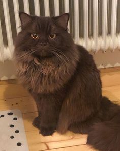 a long haired cat sitting on the floor next to a radiator and remote control