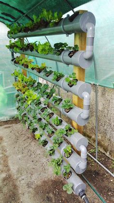 a green house filled with lots of plants and water hoses attached to the side of it