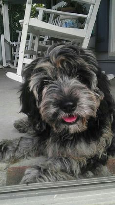 a black and gray dog laying on top of a porch