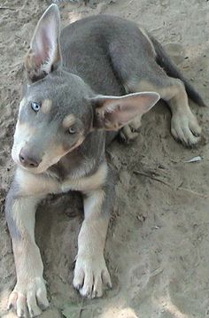 a dog is laying in the sand and looking up