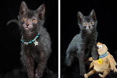 two pictures of black kittens with yellow eyes and one has a toy horse on its back