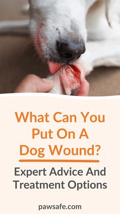 a white dog with it's paw in its mouth and the words, what can you put on a dog wound? expert advice and treatment options