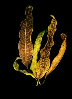 the underside of a leaf on a black background