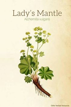 the cover of lady's mantle by alchemilla villiganis