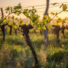 vines growing on the side of a barbed wire fence in an open field at sunset