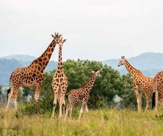 four giraffes are standing in the grass near trees and bushes with mountains in the background