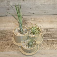 three small pots with plants in them on a wooden surface