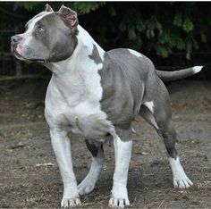 a gray and white dog standing on top of a dirt field