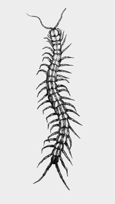 a black and white drawing of a centipeus