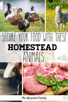 several pictures with the words secure your food with these homestead animals on them