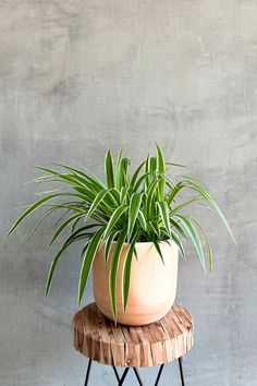 Chlorophytum-Spider-Plant-Lerato-Terracotta-Pot Plant Workshop, Plant Vessels, Wholesale Plants, Plant Book, Plants For Hanging Baskets, Terracotta Pot, Planter Stand