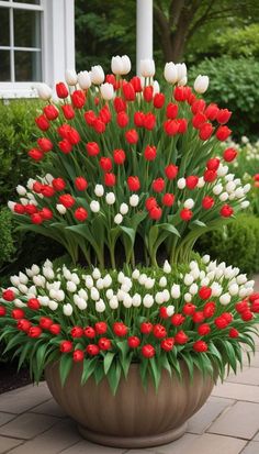 red and white tulips are in a large pot