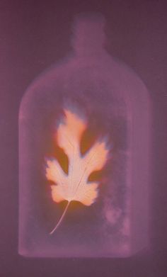 an image of a leaf in a bottle with light coming through the top and behind it