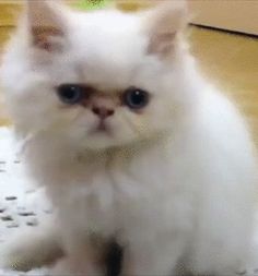 a white cat sitting on top of a wooden floor