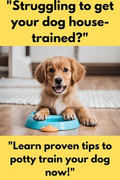 a brown dog sitting on top of a blue bowl next to a yellow sign that says, struggling to get your dog house trained? learn proven tips to potty train your dog now