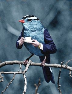 a black and white photo of a bird on a tree branch with the words good morning