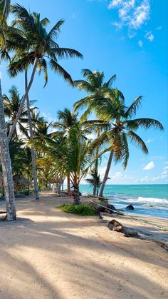 the beach is lined with palm trees on a sunny day