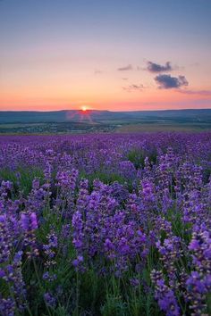 the sun is setting over a field full of purple flowers and lavenders in bloom